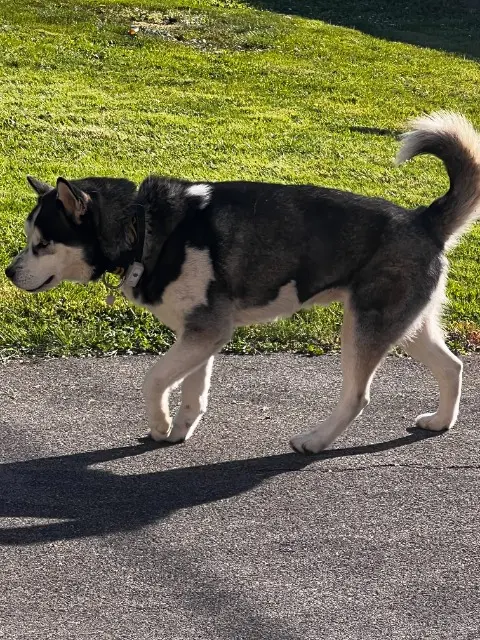 chien lost   74520 Valleiry SILVER
