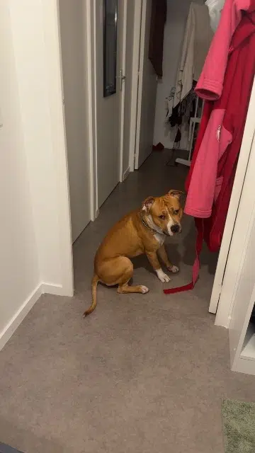 chien lost    Talloires-Montmin Simba