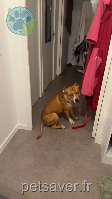 Hund lost    Talloires-Montmin Simba