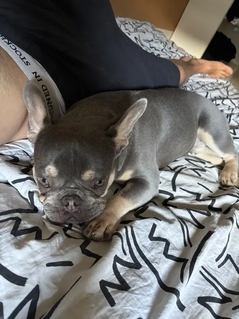 chien lost   74240 Gaillard Valjean