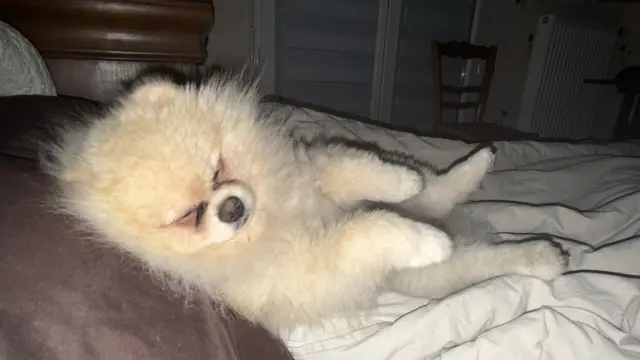 chien lost    Annecy Vasco