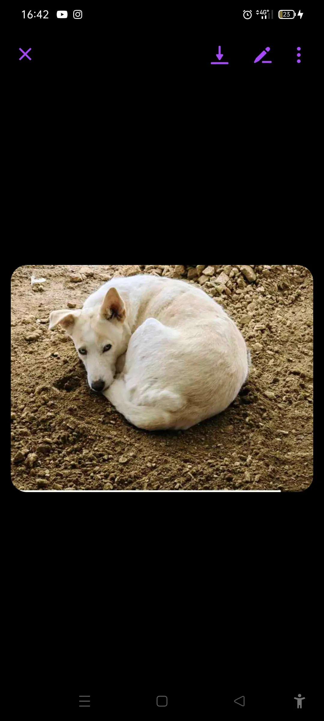 Chien Perdu 75C Paris Chien Perdu 75C Paris