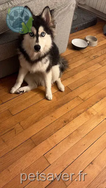 perro perdido Paris Acapulco perro lost Paris Acapulco