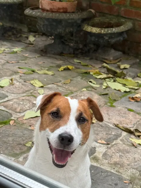 chien lost    Paris Charly