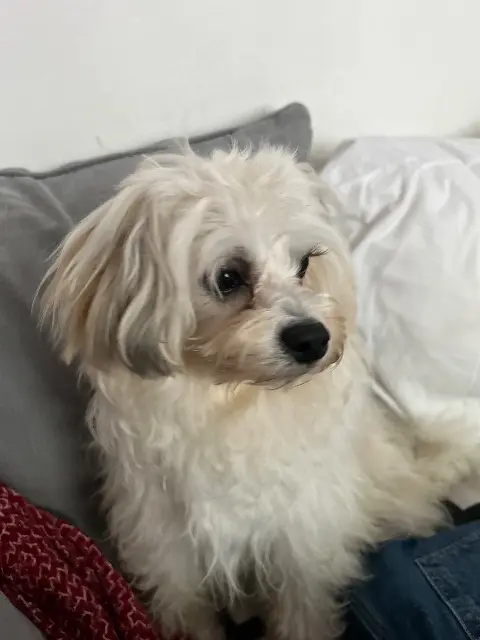chien lost    Paris Charly