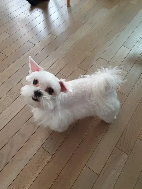 chien lost    Paris Coco