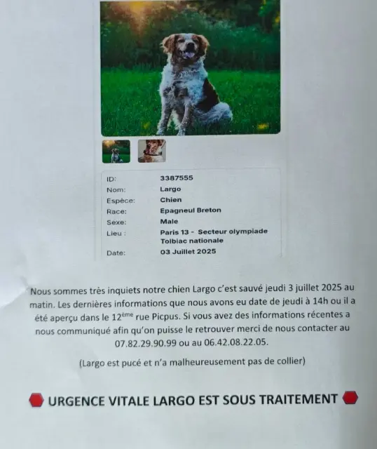 chien lost    Paris Largo