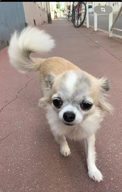 chien lost    Paris Lotty