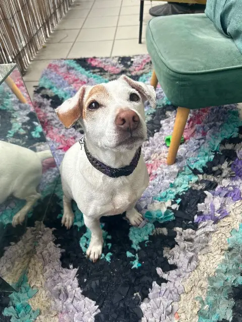 chien lost    Paris Lucien ( lulu )