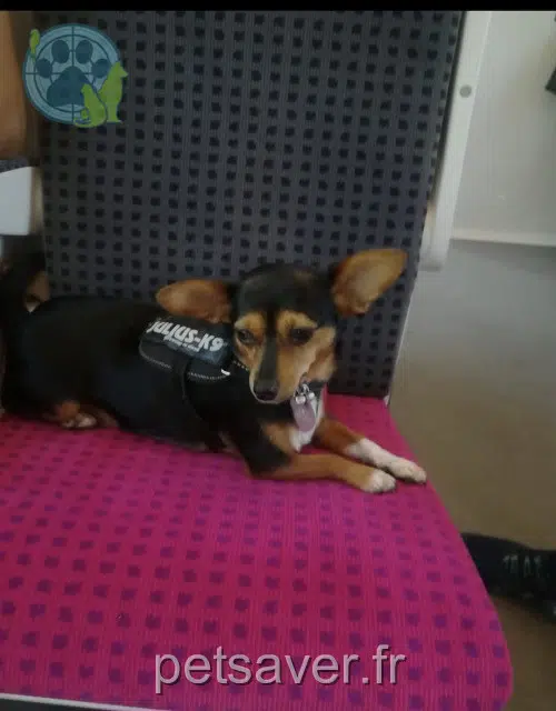 perro lost    Paris Luna