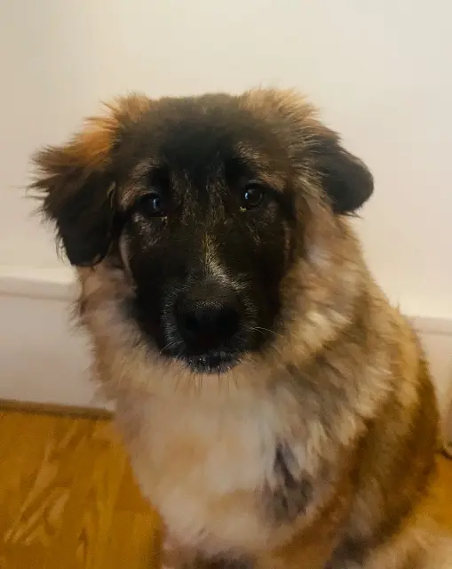 chien lost    Paris Merlin