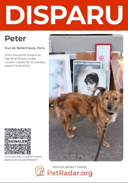 chien lost    Paris Peter