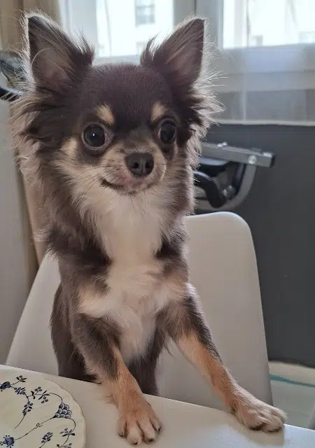 dog lost    Paris Rocky