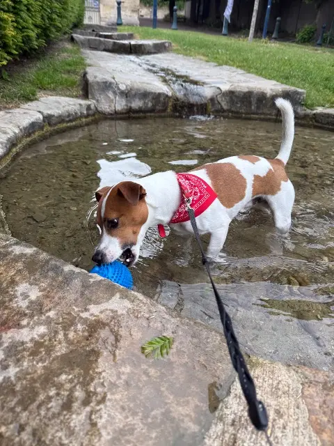 chien lost    Paris Skimy