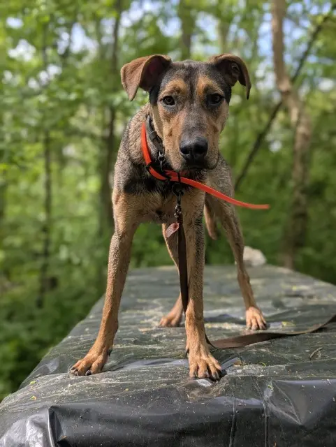 cane perso Paris Vivaldi cane lost Paris Vivaldi