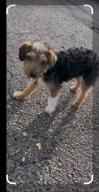 chien lost   76120 Le Grand-Quevilly Bingo