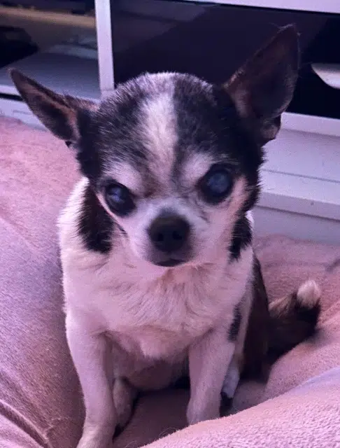 chien lost   76750 Bois-Héroult Hercule