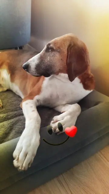 chien lost   76750 Sainte-Croix-sur-Buchy Lanceval