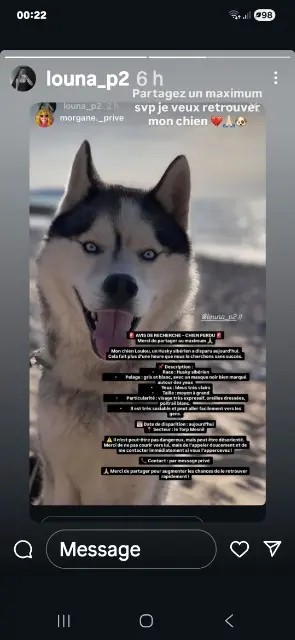 chien lost   76560 Le Torp-Mesnil Loulou