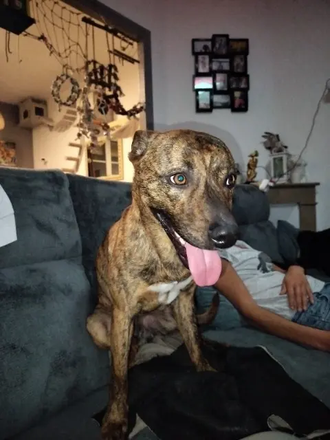 chien lost   76700 Gonfreville-l'Orcher Madara