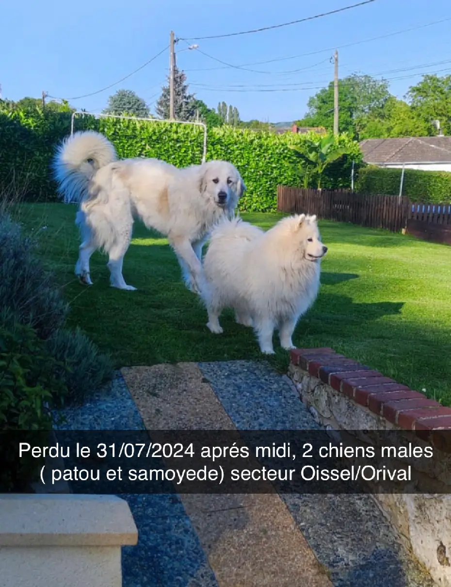 Chien Perdu 76 Seine-Maritime - Naiyo-et-taoula Chien Perdu 76 Seine-Maritime - Naiyo-et-taoula
