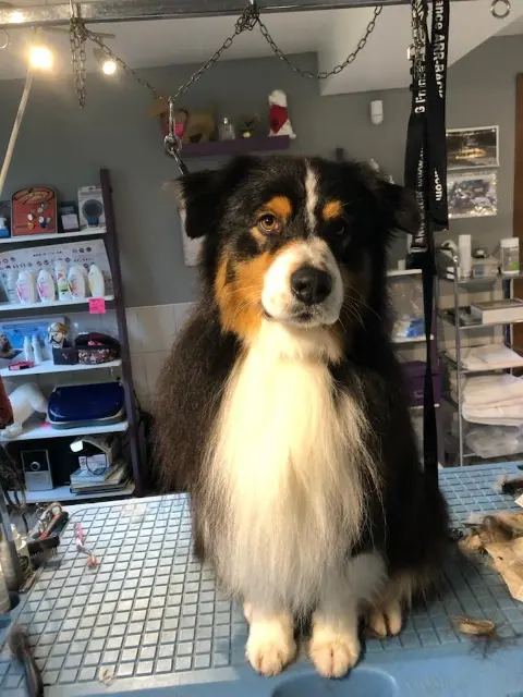 chien lost   76590 Muchedent Nao