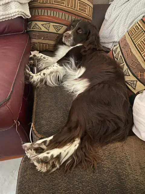 chien lost   76930 Octeville-sur-Mer Nelson