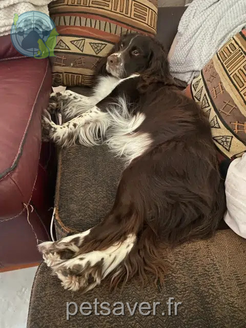 chien perdu 76930 Octeville-sur-Mer Nelson chien lost 76930 Octeville-sur-Mer Nelson