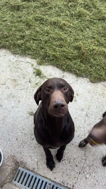 chien lost   76460 Pleine-Sève Nestor