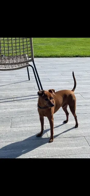 chien lost   76230 Quincampoix Oscar