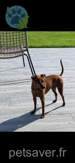 hond vermist 76230 Quincampoix Oscar hond lost 76230 Quincampoix Oscar