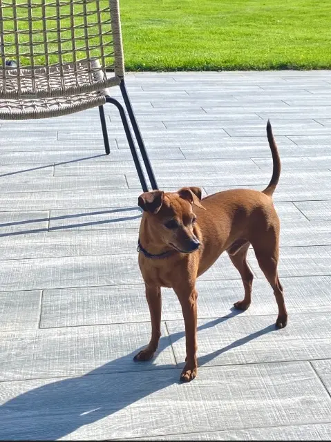 chien lost   76230 Quincampoix Oscar