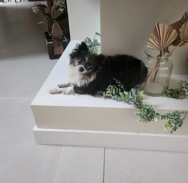 chien lost   76520 Mesnil-Raoul Oxo