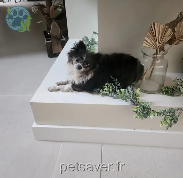 perro perdido 76520 Mesnil-Raoul Oxo perro lost 76520 Mesnil-Raoul Oxo