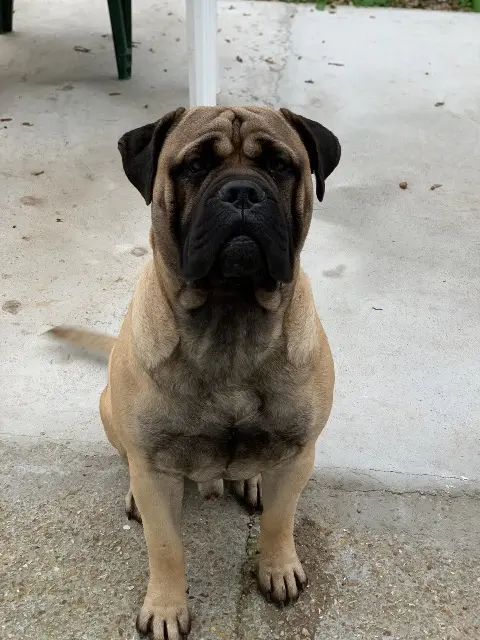 chien lost   76280 Criquetot-l'Esneval Pumba