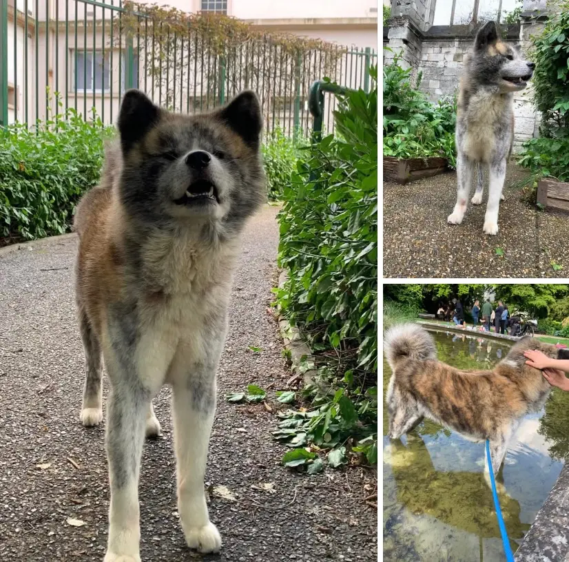 Chien Perdu 76 Seine-Maritime Rouen - Shun Chien Perdu 76 Seine-Maritime Rouen - Shun