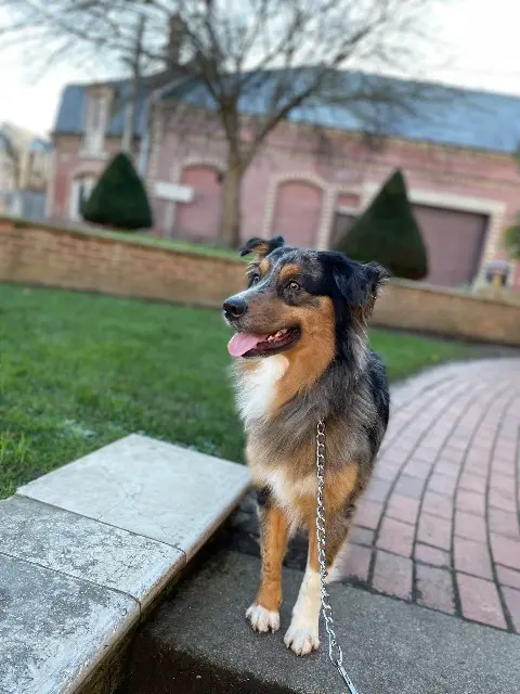 dog lost   76400 Fécamp Scooby