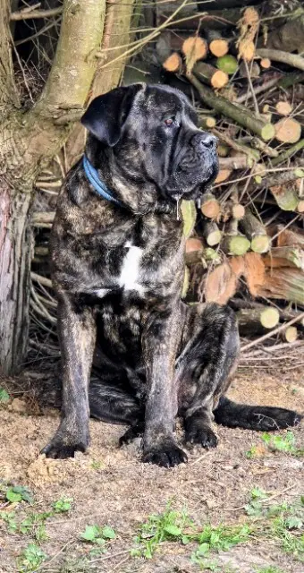 chien lost   76450 Ourville-en-Caux Simba