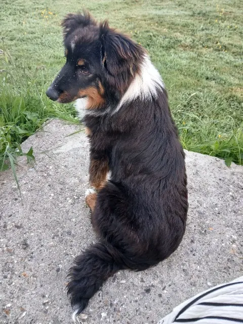 chien lost   76560 Héricourt-en-Caux Vasco