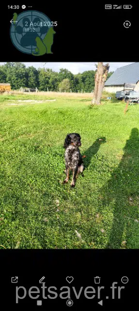 chien lost   76440 Forges-les-Eaux Vendredi