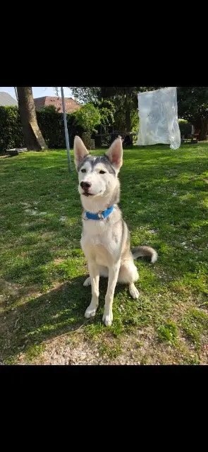 chien lost   76190 Croix-Mare Vito