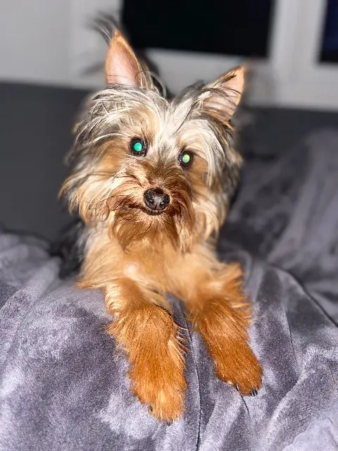 chien lost   76200 Dieppe Yoda