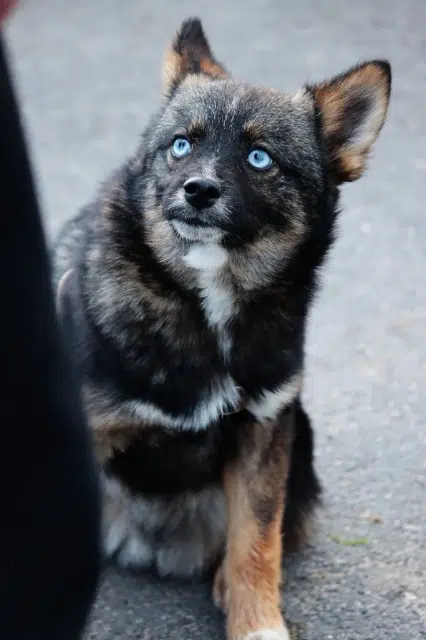 chien lost   77120 Mauperthuis Akuna