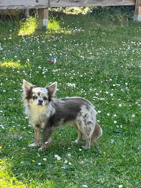 chien lost   77127 Lieusaint Aston