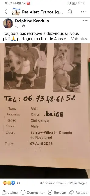 chien lost   77540 Bernay-Vilbert Volt