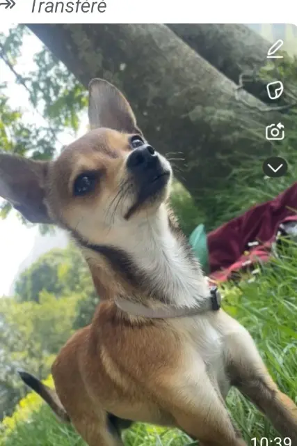 chien lost   77700 Coupvray Cacahuète