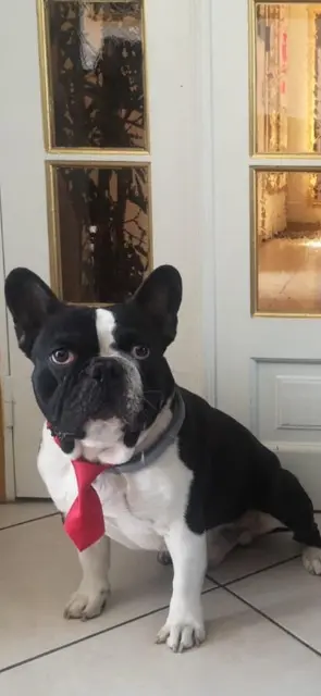 chien lost   77500 Chelles Cookie