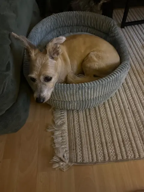 chien lost   77750 Saint-Cyr-sur-Morin Icko