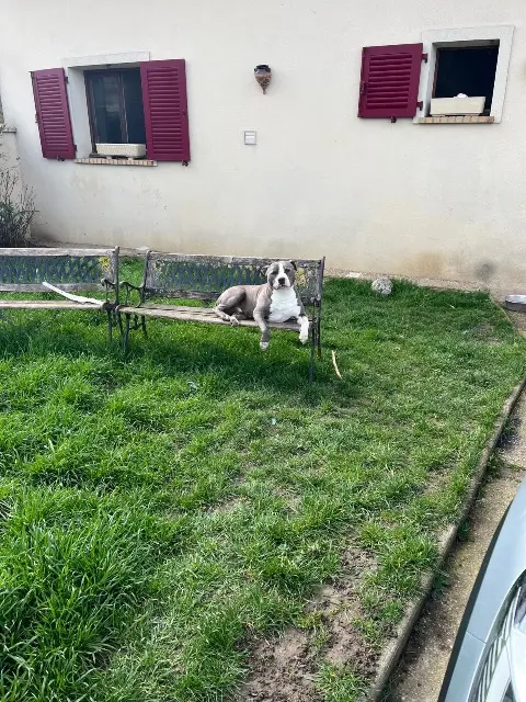 chien lost   77139 Étrépilly Jango