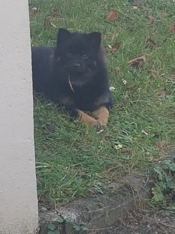 Chien Perdu 77 Seine-et-Marne - Kikihno Chien Perdu 77 Seine-et-Marne - Kikihno
